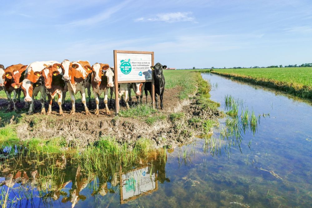 Premie 'Beter voor'-melk van A-ware stijgt met 6 euro in 2025