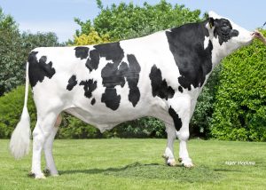 prins dienblad generatie Belgisch witblauw koeienras | Voor- en nadelen Belgisch witblauw