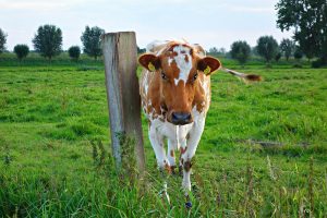 Prinsjesdagcampagne: boeren en tuinders #vooronsland