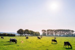 Steeds meer boeren laten de koe buiten lopen