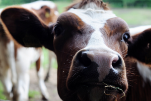 Prijsindex melk af boerderij gestegen ten opzichte van maart