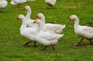 Boeren moeten nu toekijken hoe kraaien en ganzen hun gewassen opvreten