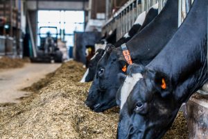 ‘Ik blijf uitdragen dat producten van gevaccineerde dieren veilig zijn’