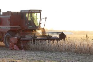 Soja is fors duurder geworden door de droogte in Zuid-Amerika. Hoewel het in Argentinië geregend heeft, blijft de markt zich zorgen maken over opbrengstverliezen. V