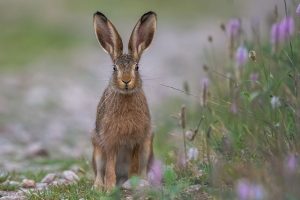 Warmtebeeldtellingen: Hazenstand bijna dubbel zo groot