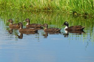 Subsidie voor waterkwaliteit verbeteren of bodemdaling remmen