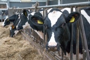 Investeringen in de melkveehouderij nemen toe