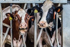 Zomerstalvoeren: rendabel voor uw bedrijf?