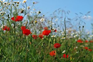 Bloemenrand telt niet altijd mee als landbouwgrond