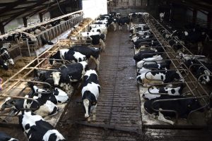 Dagelijkse toediening magnesiumchloride aan drijfmest deze zomer van start