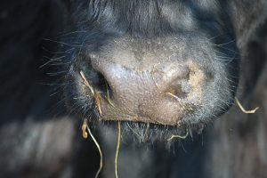 China zegt met succes 3 ‘superkoeien’ te hebben gekloond: die zouden jaarlijks 18 ton melk per koe kunnen produceren