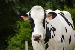Saldo melkveehouderij in eerste kwartaal fors gedaald door lagere melkprijs