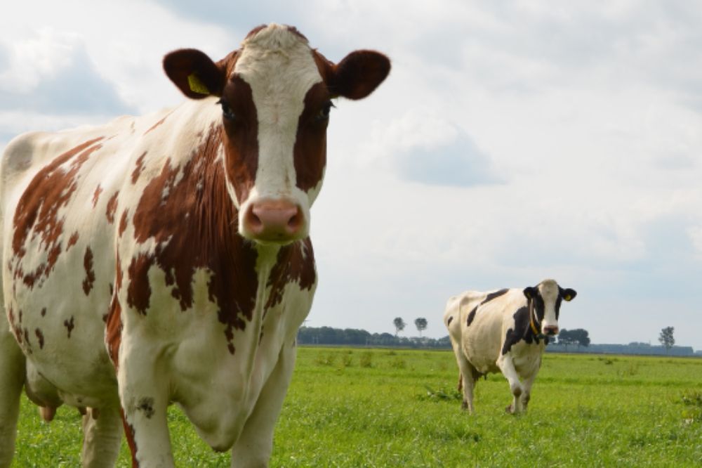 AgroVision lanceert CropVision voor melkveehouders op Grasdag 2024
