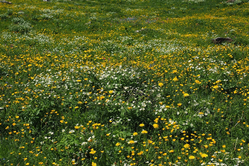 Wat is de functie van smalle weegbree in uw grasland? Bespaar na de eerste snede op stikstofbemesting kruidenrijk gras
