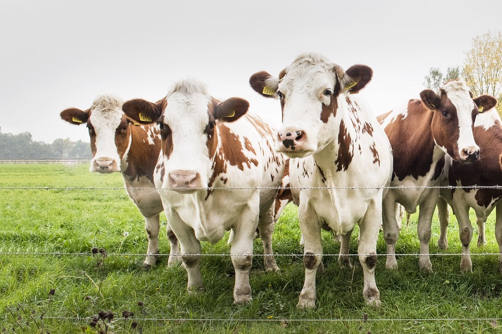 Melkveehouder Thijs: Stripgrazen zorgt voor minder beweidingsverliezen