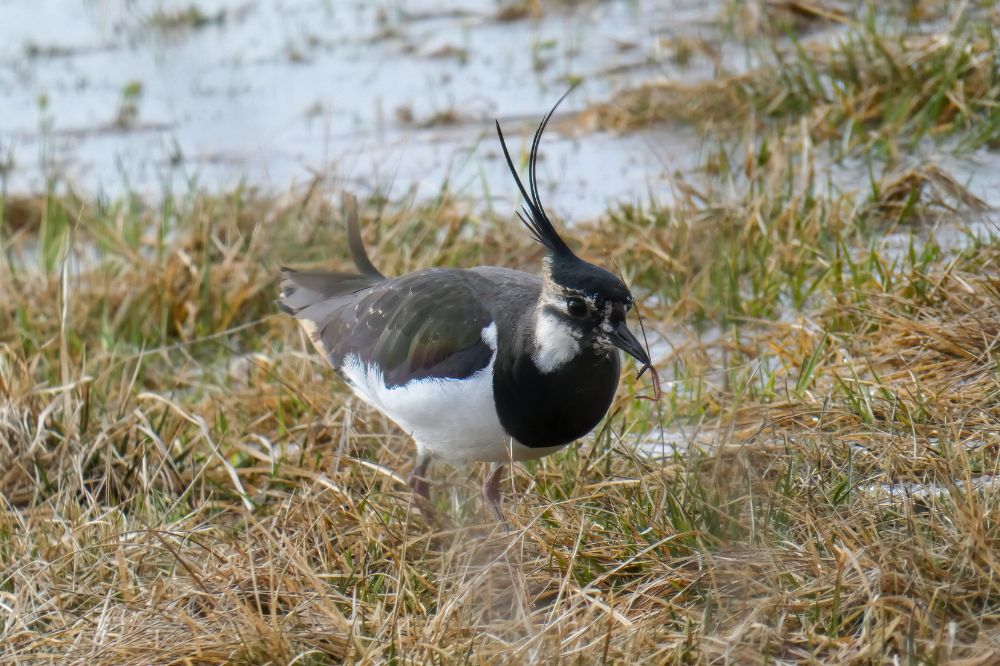 "Weidevogelbeheer is meer dan beheerpakketten"