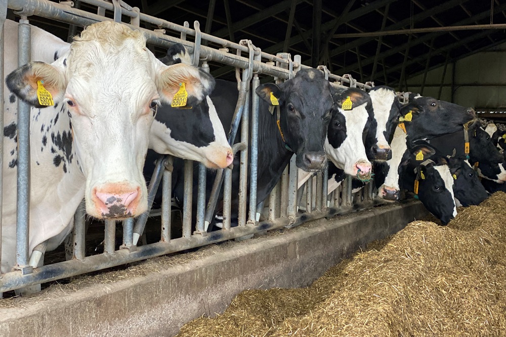 Nieuwe voeradditieven helpen melkveehouderij vooruit