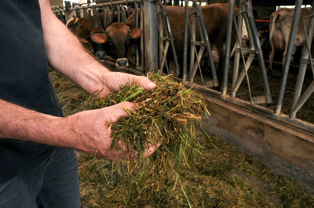 Een hoge melkproductie zonder maïs en soja: het kan