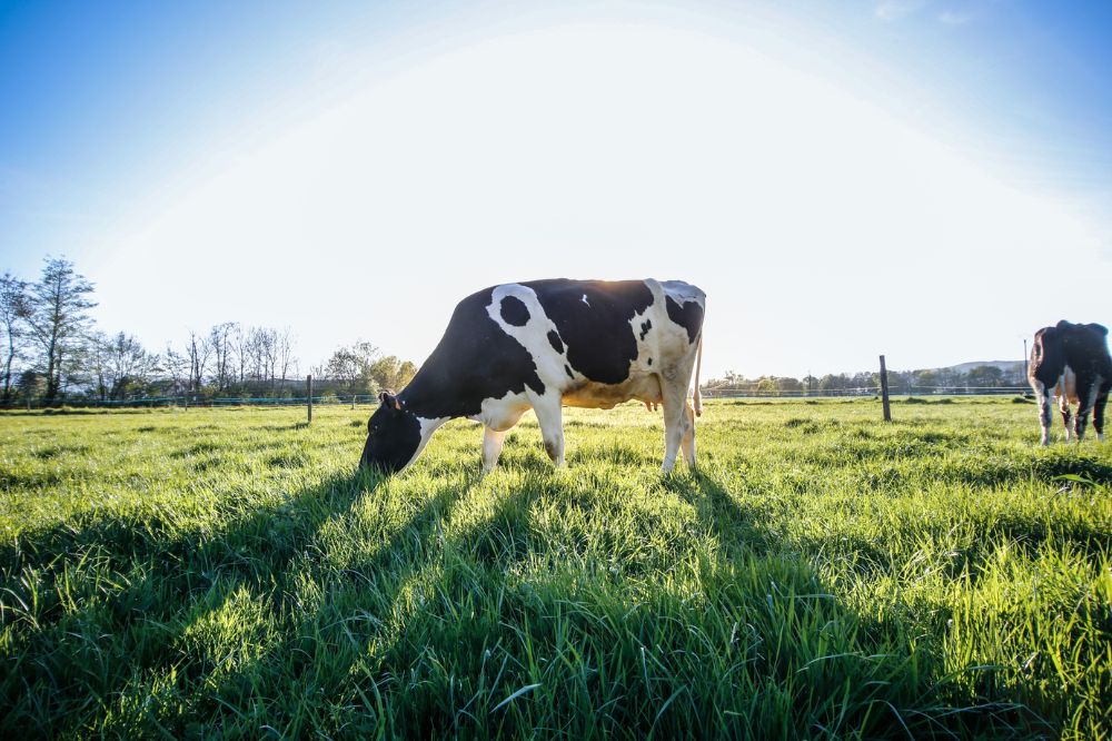 Longwormmanagement: hoe kun je longworminfecties voorkomen?