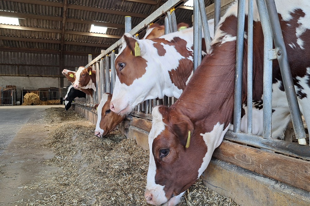 CBS: fosfaatexcretie en stikstofexcretie veehouderij in 2024 onder het plafond