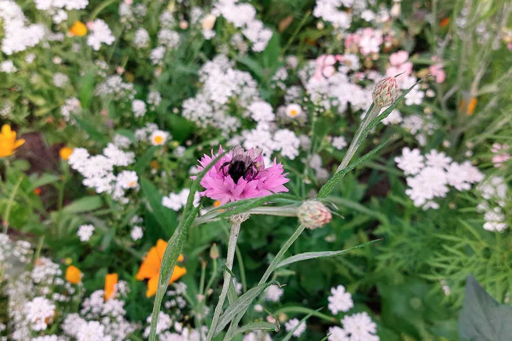 Groenblauwe verdienmodellen nodig voor biodiversiteit