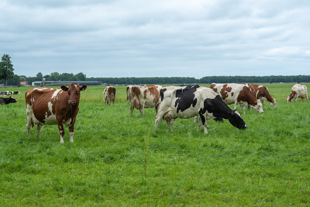 WUR-expert Piet van Rijn over blauwtong