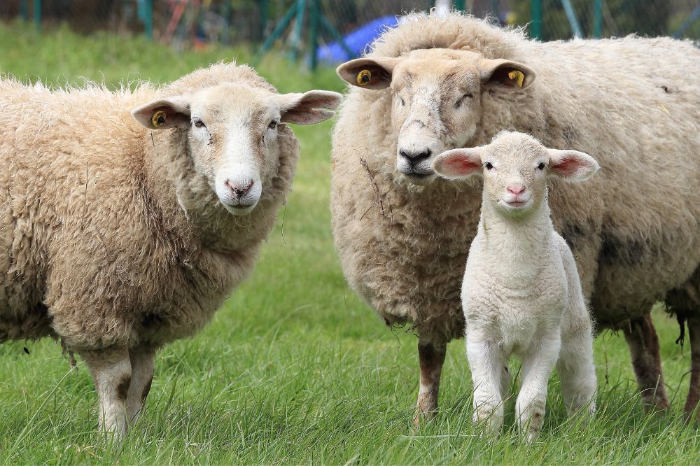 Blauwtong besmettingen exponentieel aan het stijgen