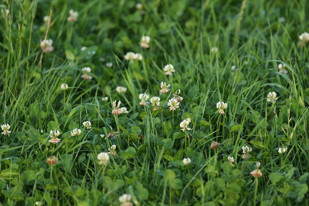 Biodiversiteit versterken met meer kruidenrijk grasland