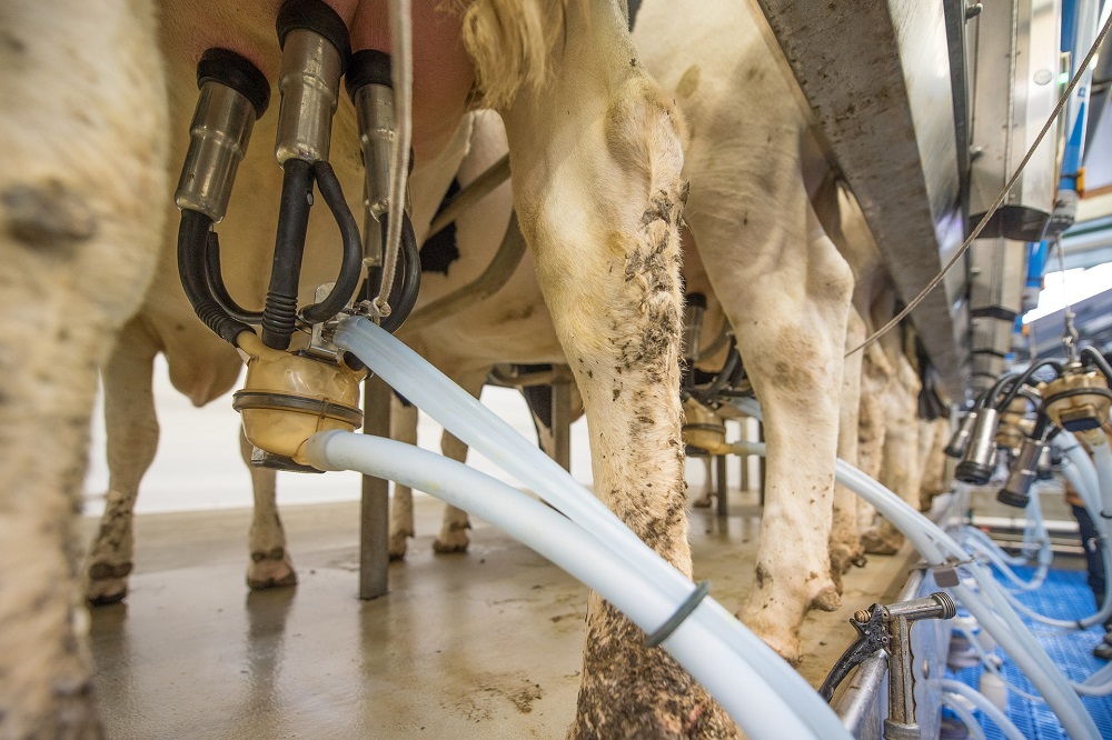 Maatschap Bischoff naar 12.000 liter met aanpak droogstand