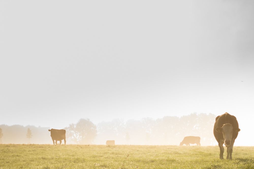 Wie is de baas: jij of je koeien? herfstgras