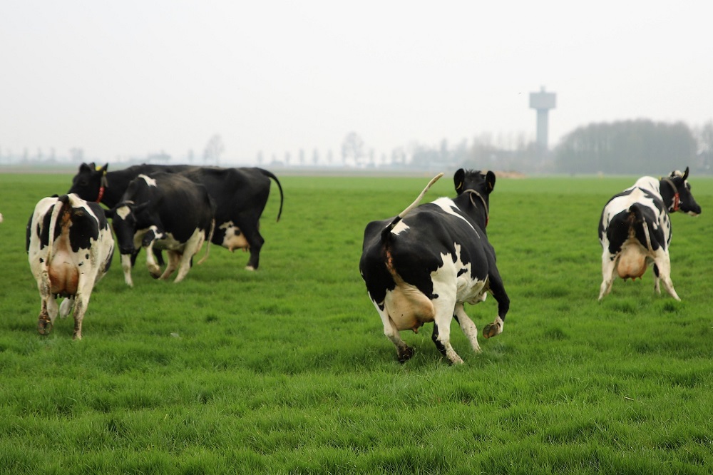 uitdagingen en kansen voor methaanreductie in de Nederlandse melkveehouderij