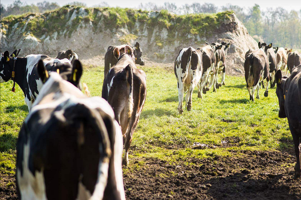 Biologisch melkvee staat ruim 40 dagen langer in de wei