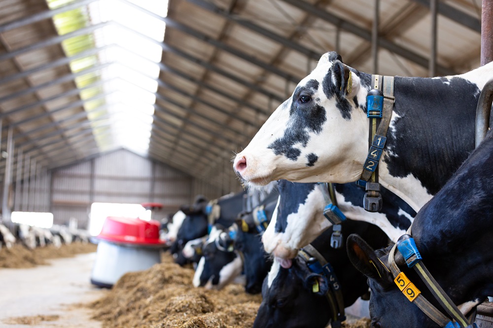 Lely Juno Altijd vers voer voor het voerhek is goed voor de koe