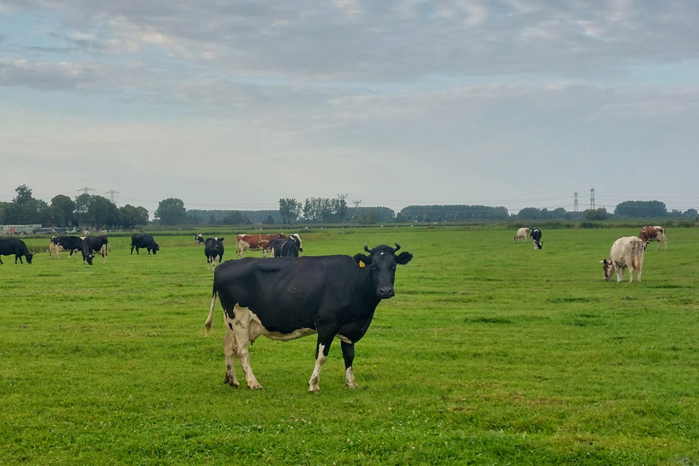 Zorgelijk: blauwtong serotype 12 ontdekt in Nederland