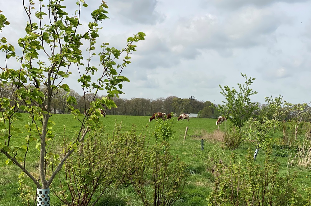 Nieuwe campagne wil 1001 hectare bomen planten bij boeren