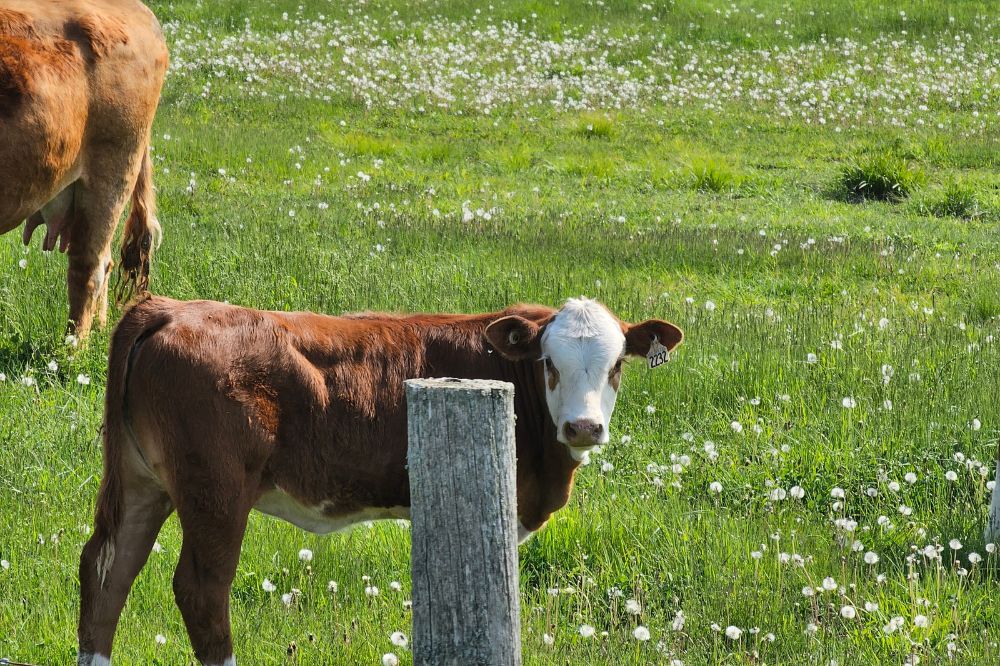 Diversiteit in vee zorgt voor landbouw die tegen een stootje kan