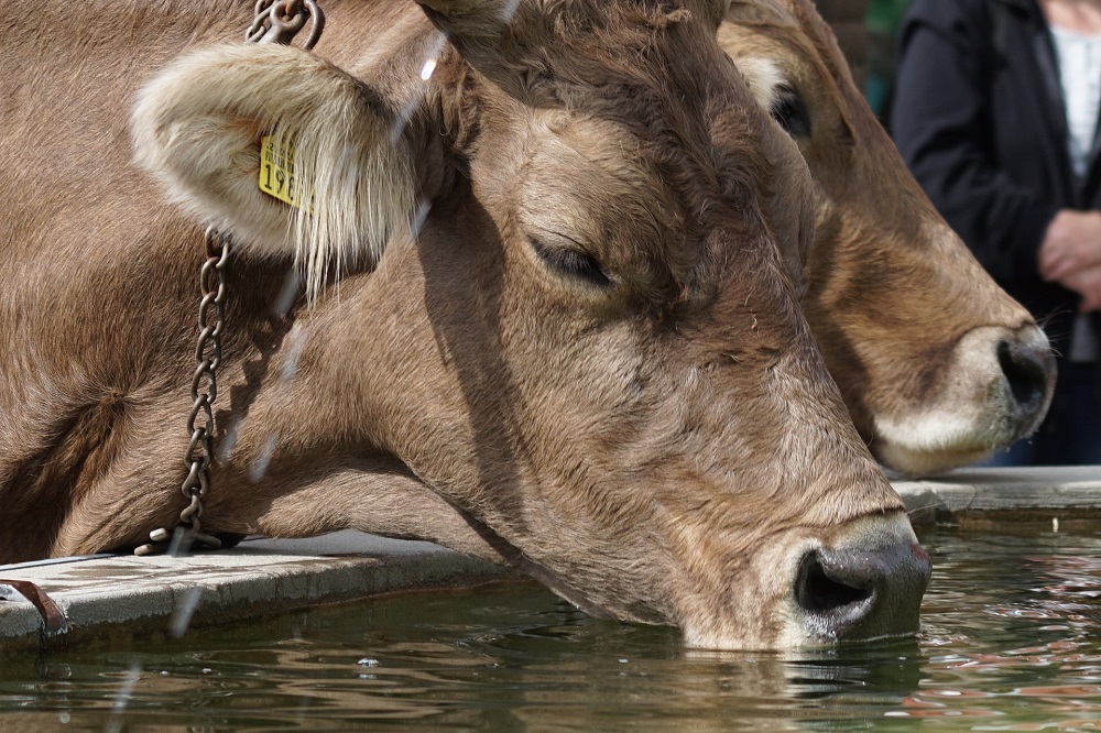 Vergeet niet het water op stal