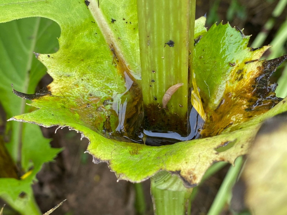 Silphia heeft de bijnaam ‘bekerplant’: ze heeft koepels die een waterreservoir vormen aan de basis van haar bladeren.