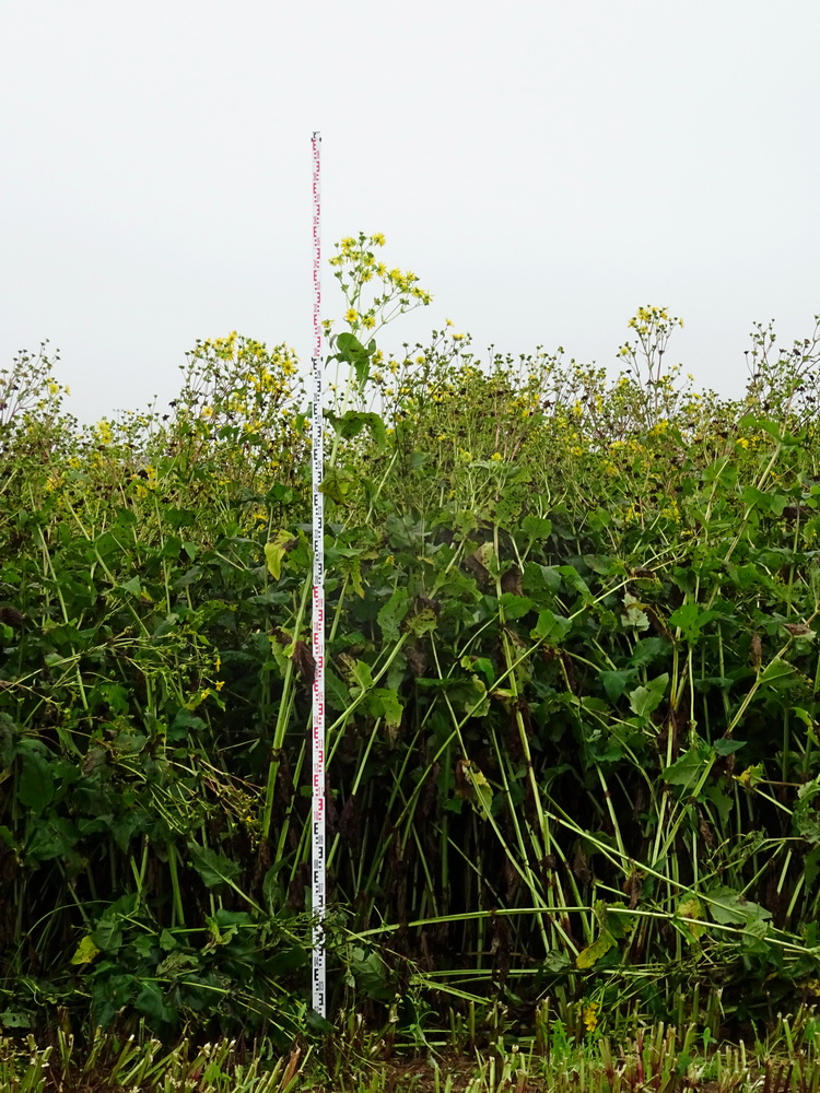 Afhankelijk van de grondsoort kan de plant 1,8 tot 4,2 meter hoog worden.