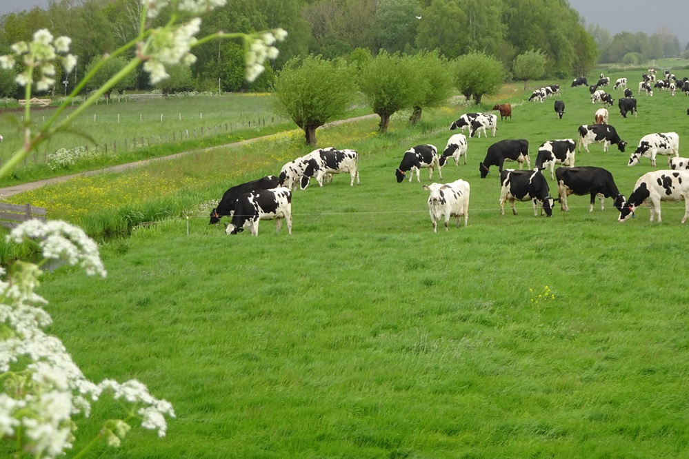 Strengere eisen voor melkveehouders met PlanetProof-melk