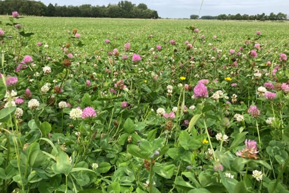 Van 500 naar 1000 bloemrijke akkers en weilanden