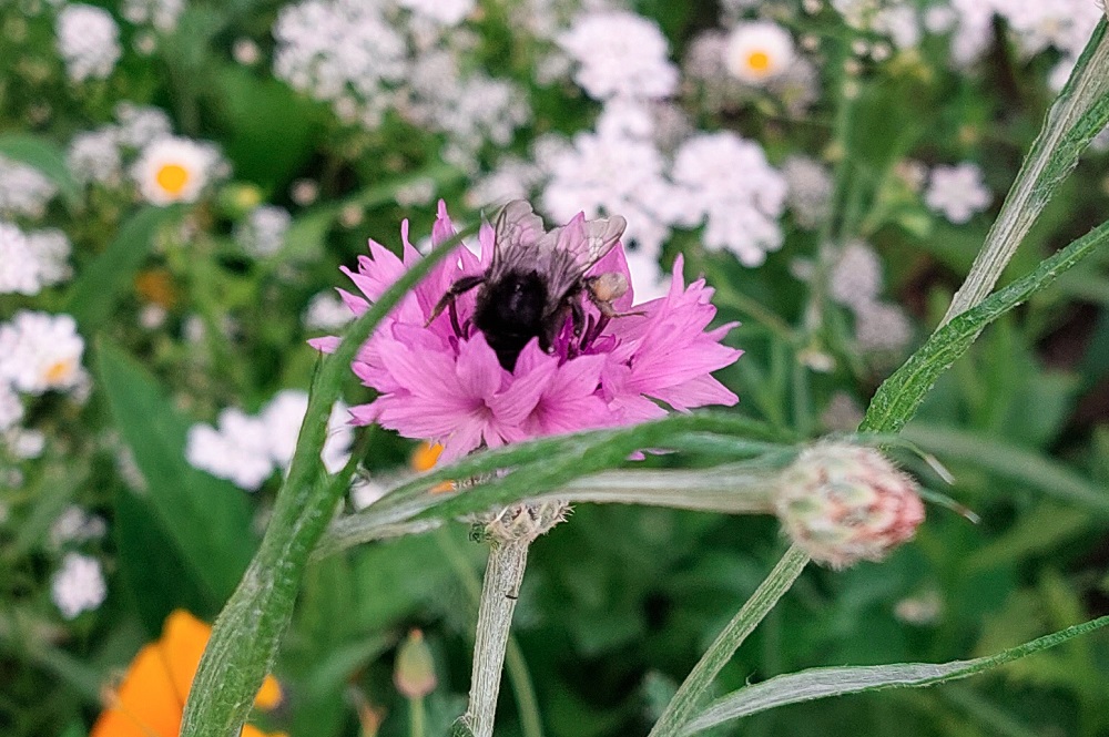 Grote verschillen in KPI-scores biodiversiteit bij Koeien & Kansen