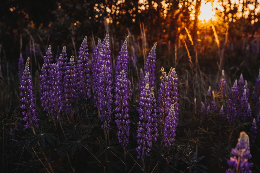 Lupine: interessante aanvulling op het bouwplan?