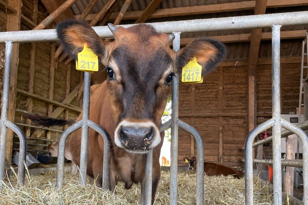 Bouw potstal maakt rigoureuze omslag mogelijk voor De Groote Voort