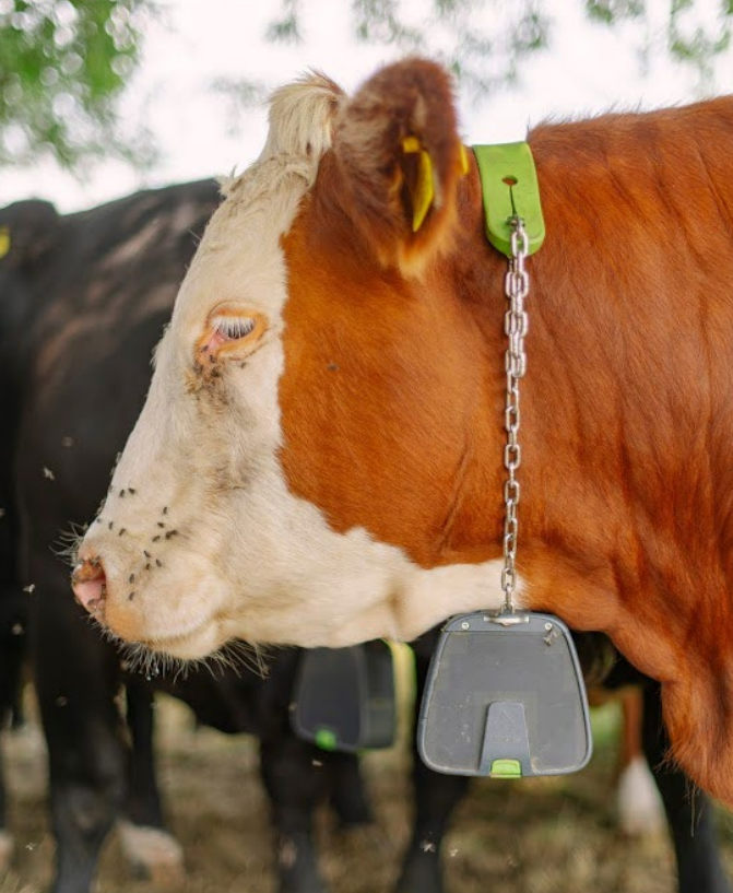 Om het gebruik van een fysieke barrière te vermijden, kan een ketting met een fotovoltaïsch paneel aan het vee worden bevestigd. Dit geeft een hoorbare waarschuwing en vervolgens een elektrische impuls aan het dier. 