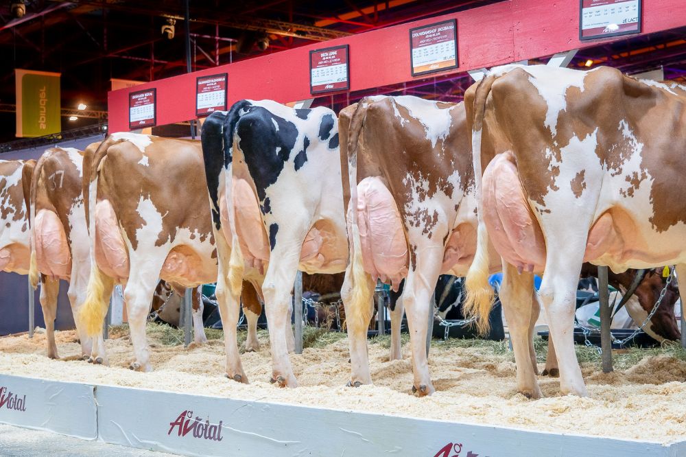 Dochtergroep Andy-Red toont ontwikkeling laatste jaren