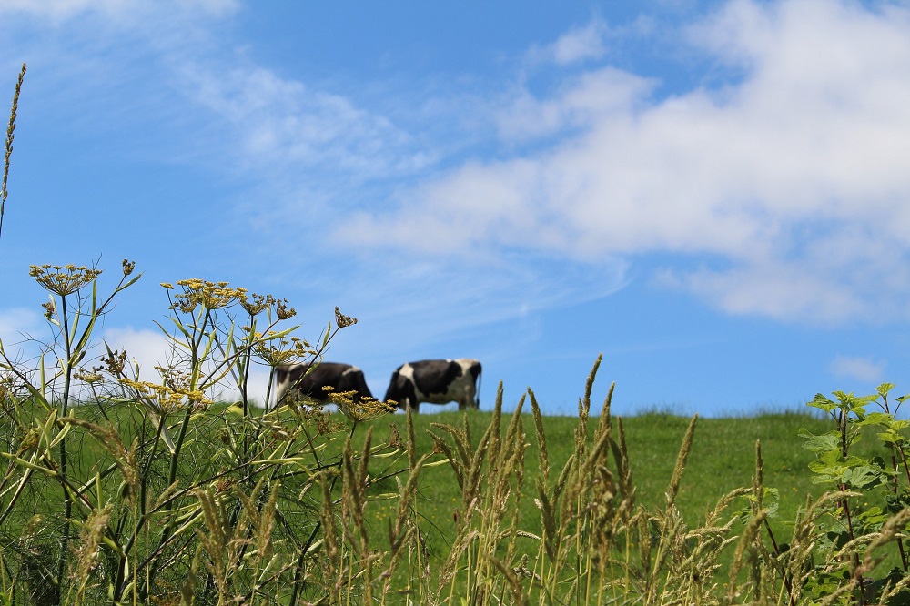 Provincie stelt stikstofdoelen per Natura 2000-gebied