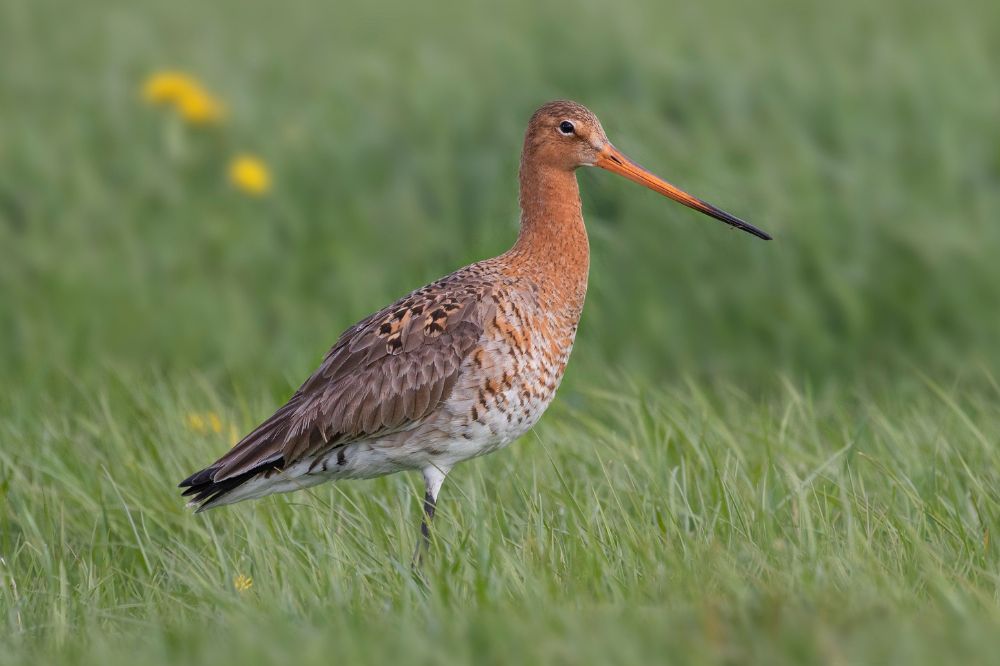 Natuurbeheer vereist structurele investeringen en eerlijke beloning voor boeren