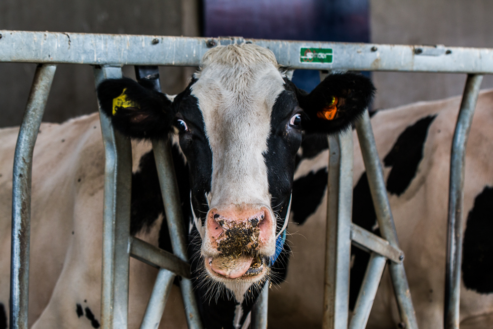 Minder melkkoeien in Nederland in 2024