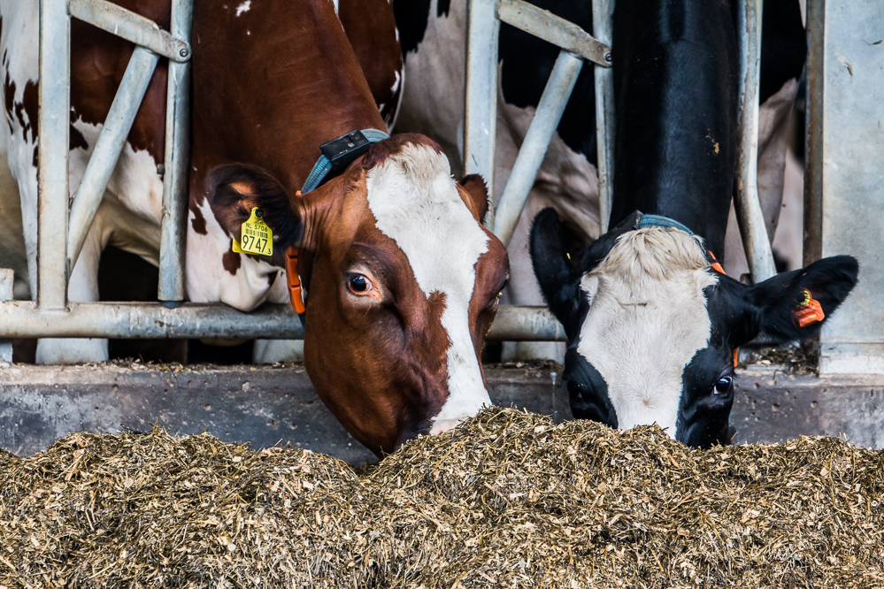 Verlagen van RE in rantsoen mag niet ten koste gaan van melkproductie